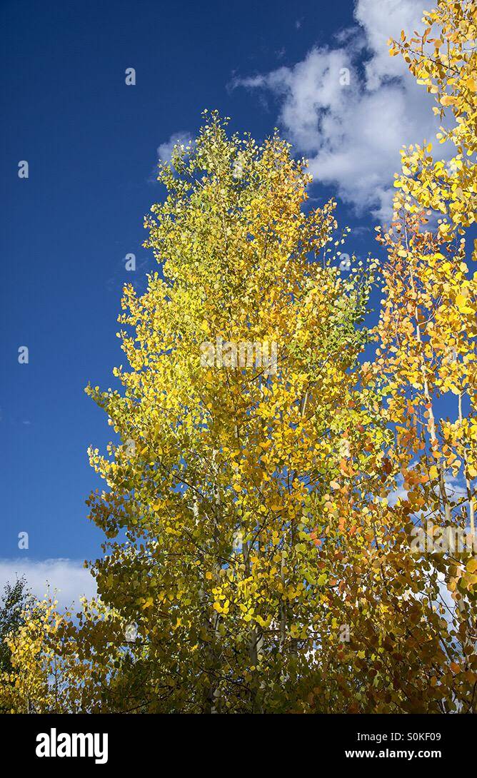 Aspen trees in fall colors. Stock Photo
