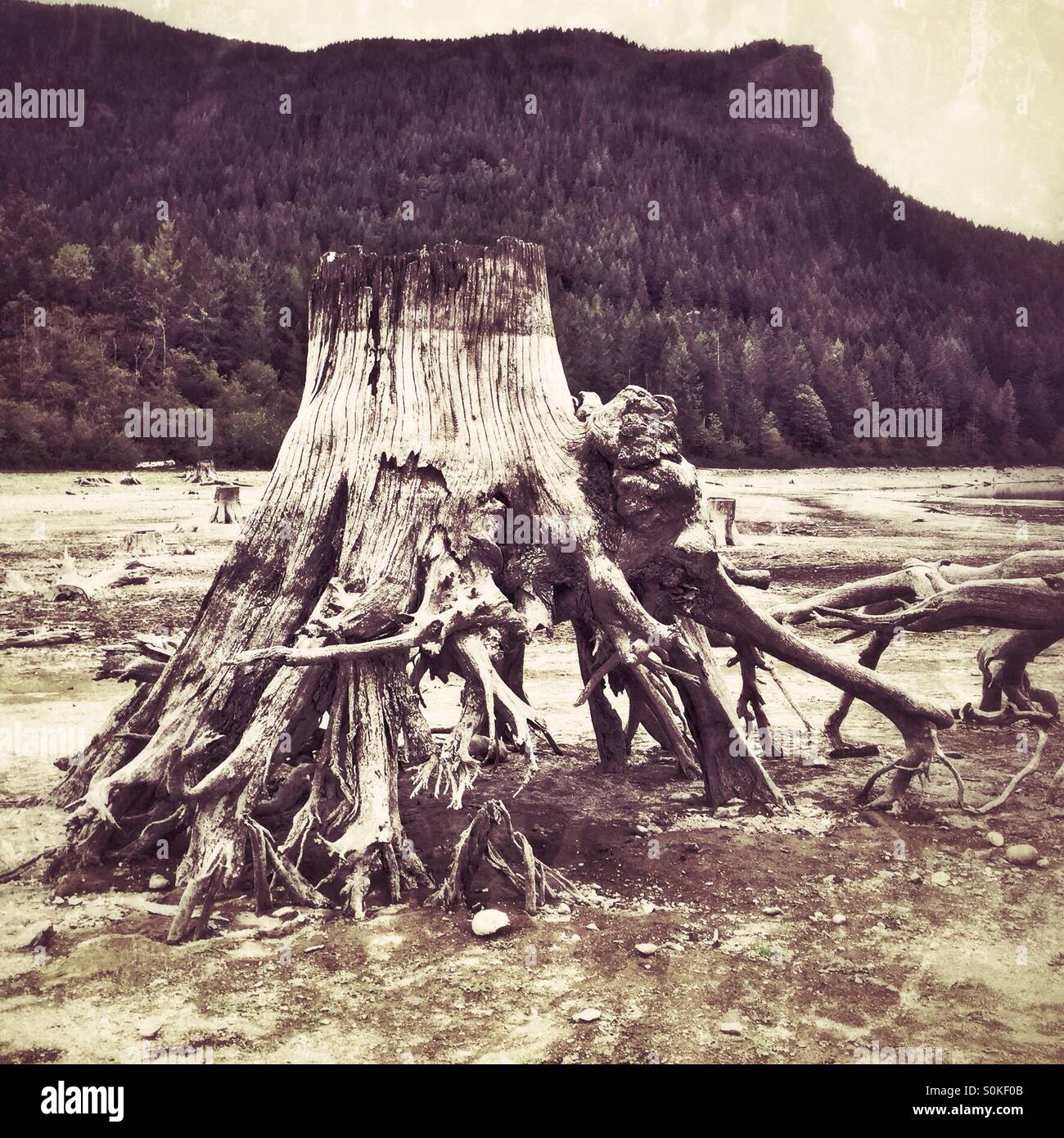 Old tree stump with exposed roots on the shore of Rattlesnake Lake, Washington state, USA Stock Photo