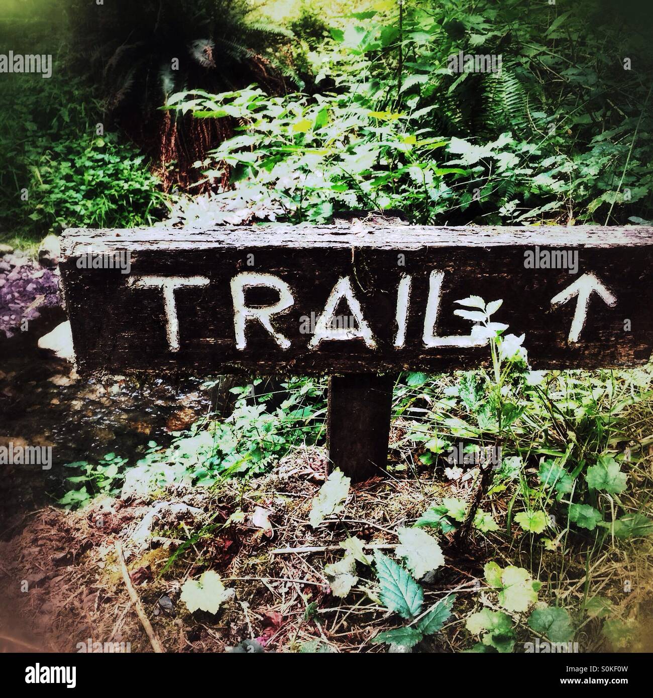 Old wooden Trail sign in the woods Stock Photo - Alamy