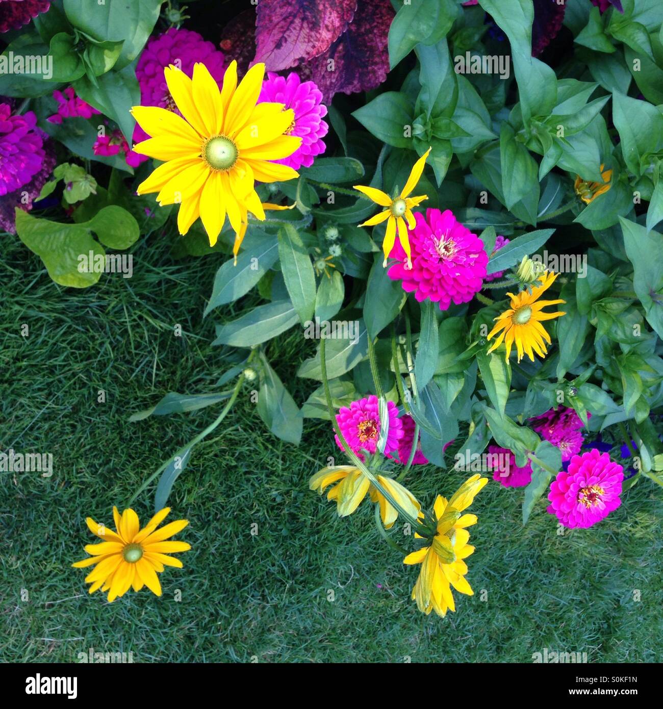 Summer flowering garden with lush green grass - Smartphone Captured Stock Image