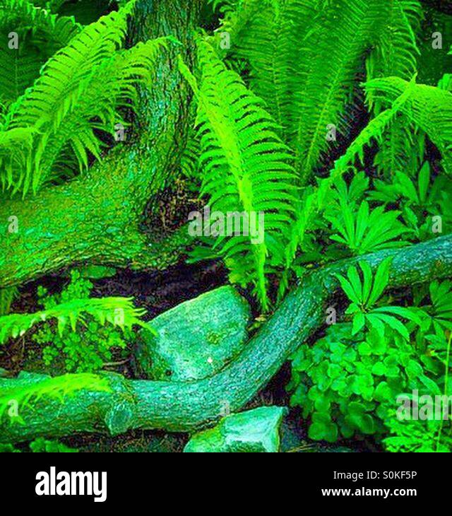 Vegetation hi res hi-res stock photography and images - Alamy