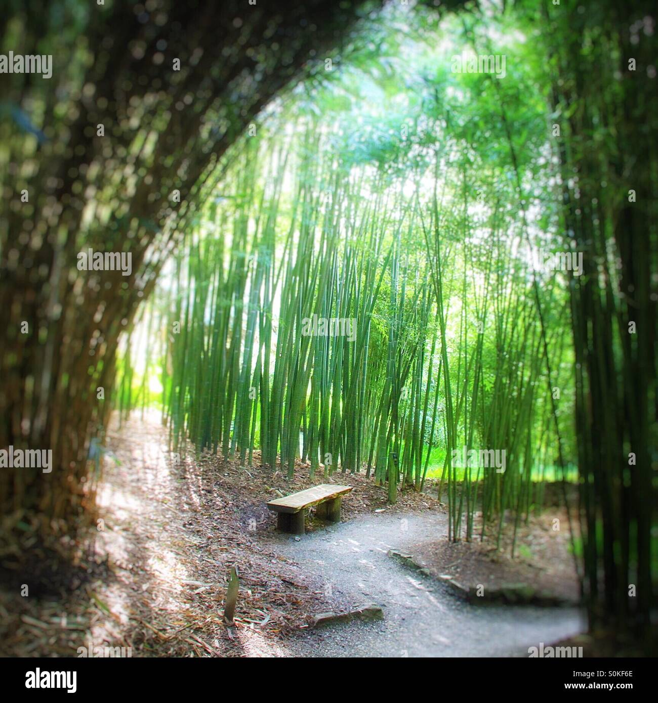A single wooden bench sits by itself beneath rows of bamboo plants.  Shafts of light shining through the bamboo. - Smartphone Captured Stock Image A single wooden bench sits by itself beneath rows of bamboo plants.  Shafts of light shining through the bamboo. - Smartphone Captured Stock Image
