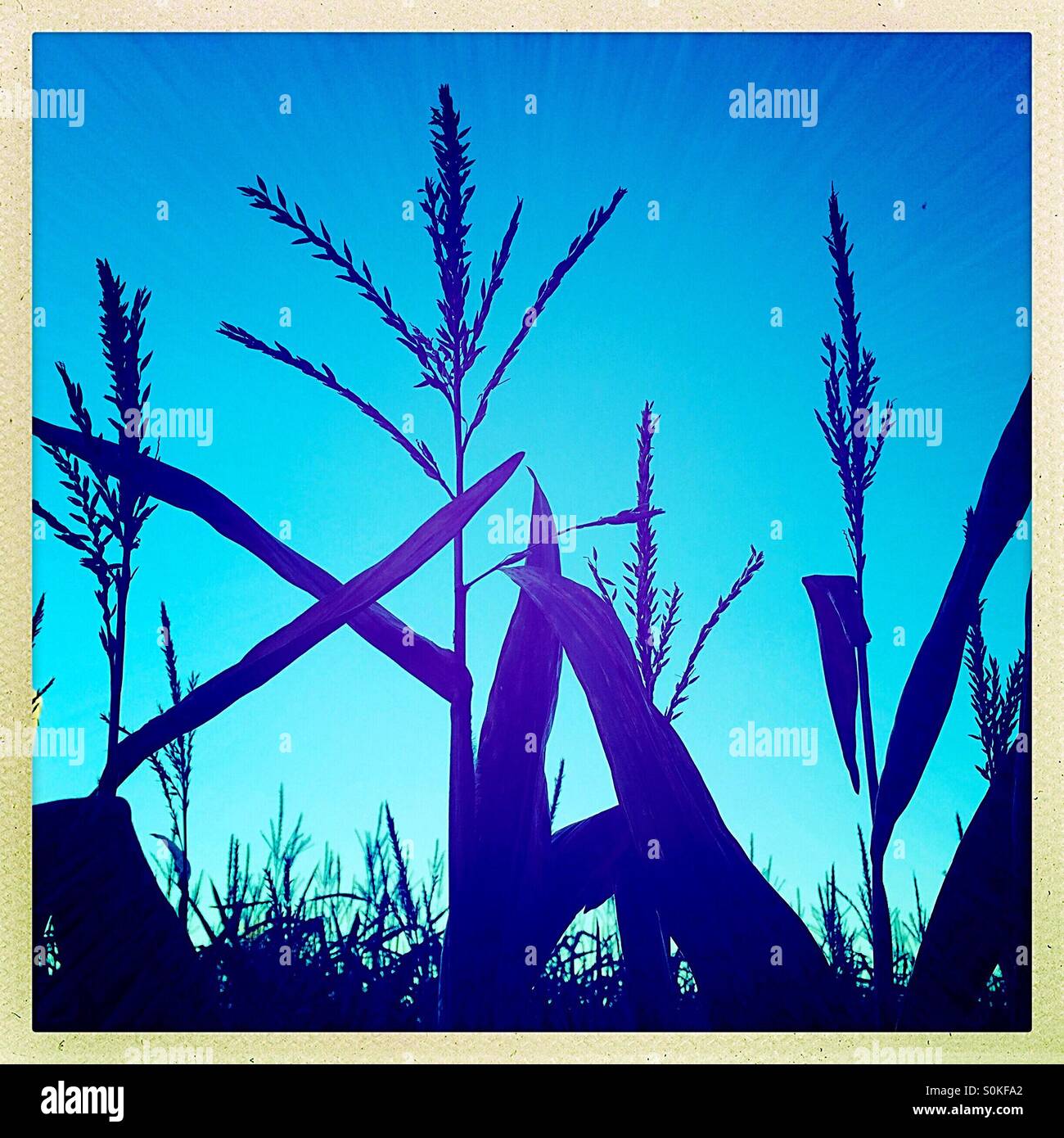 Corn tassels silhouetted against a blue sky Stock Photo