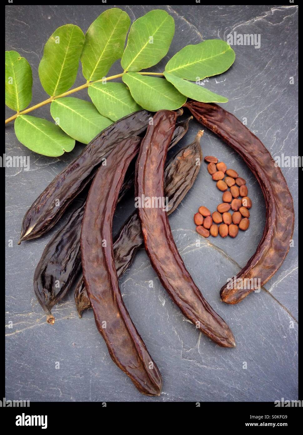 The seed pods and leaves of the Carob tree (Ceratonia siliqua), which