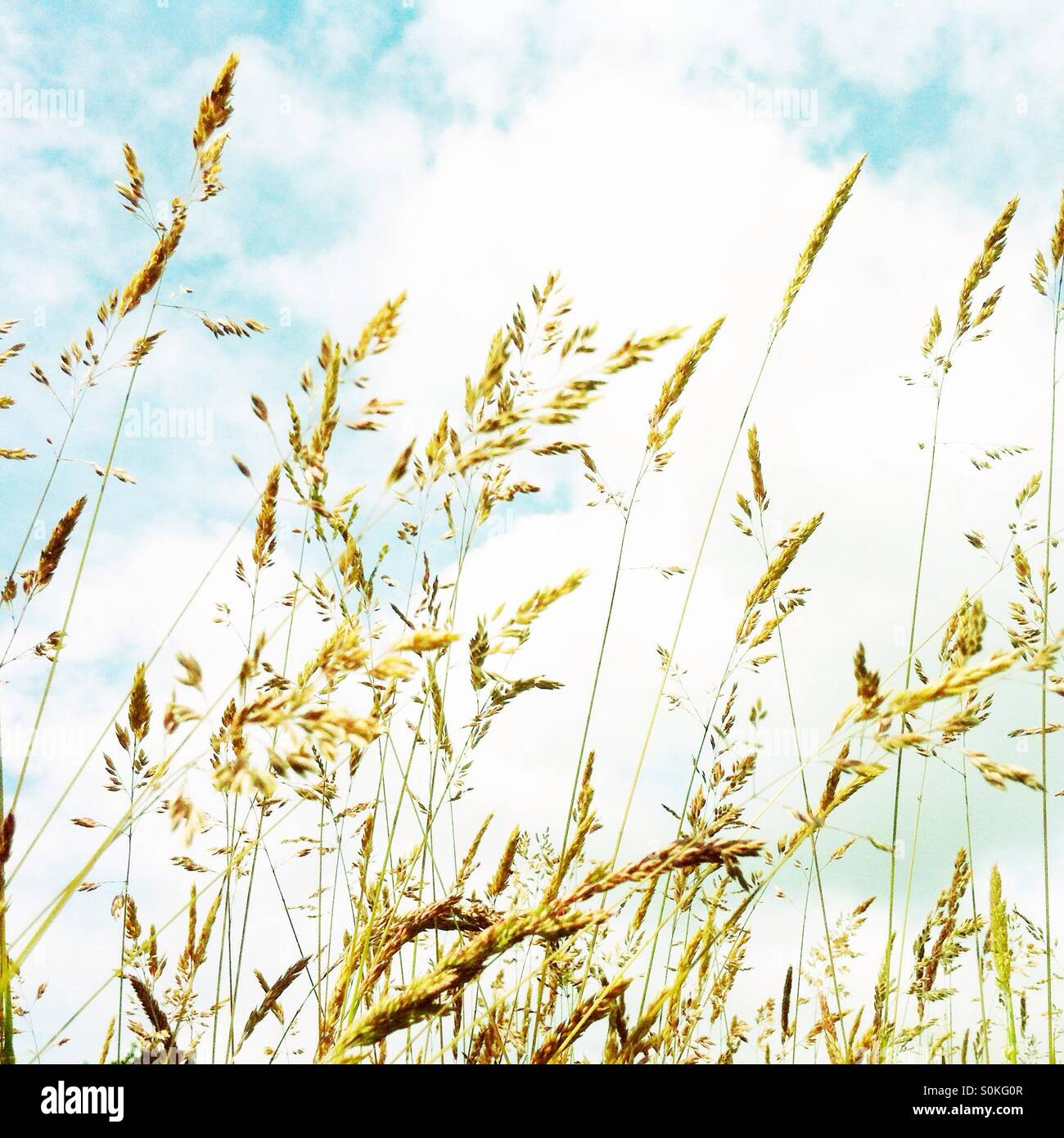 Long meadow grass against a summer sky - Smartphone Captured Stock Image