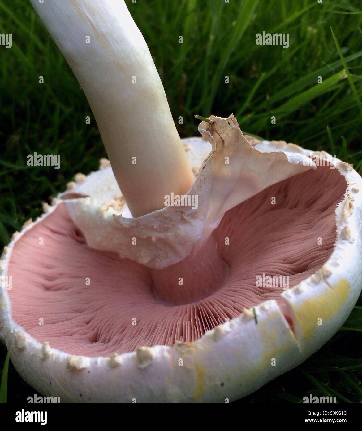 Poisonous Fungi the Agaricus Xanthodermus, the Yellow Stainer, can cause serious stomach upsets and so should not be eaten. The Yellow Stainer occurs throughout Britain and Ireland. Stock Photo