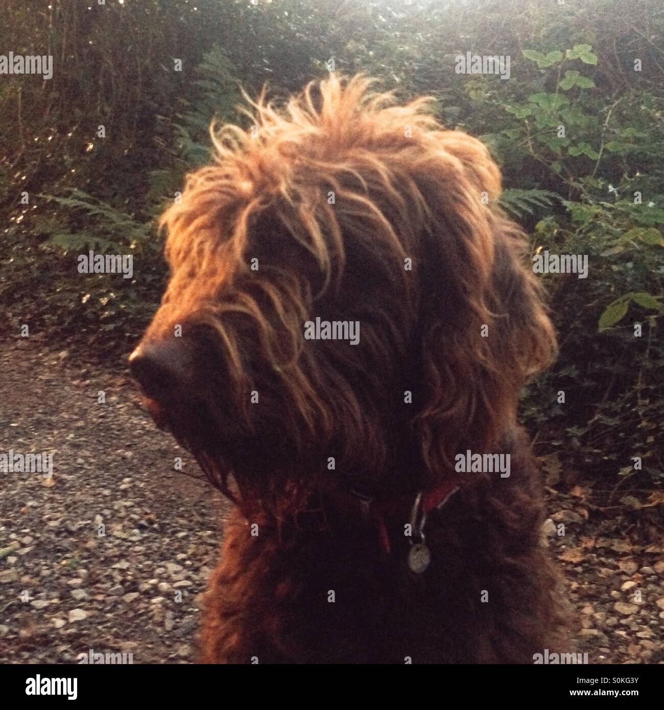 Chocolate brown labradoodle dog - Smartphone Captured Stock Image