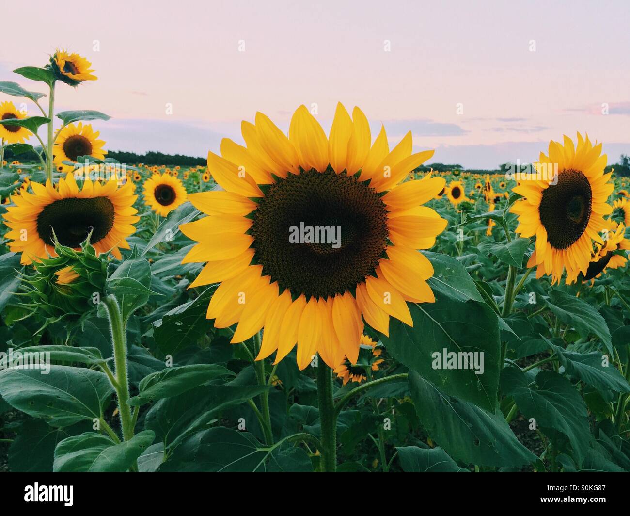 Sunflower Field (Homestead, FL Stock Photo Alamy
