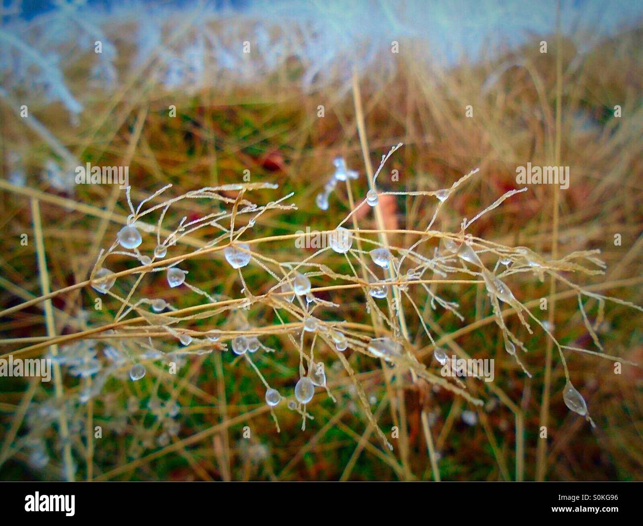 Frozen water drops on grass - Smartphone Captured Stock Image