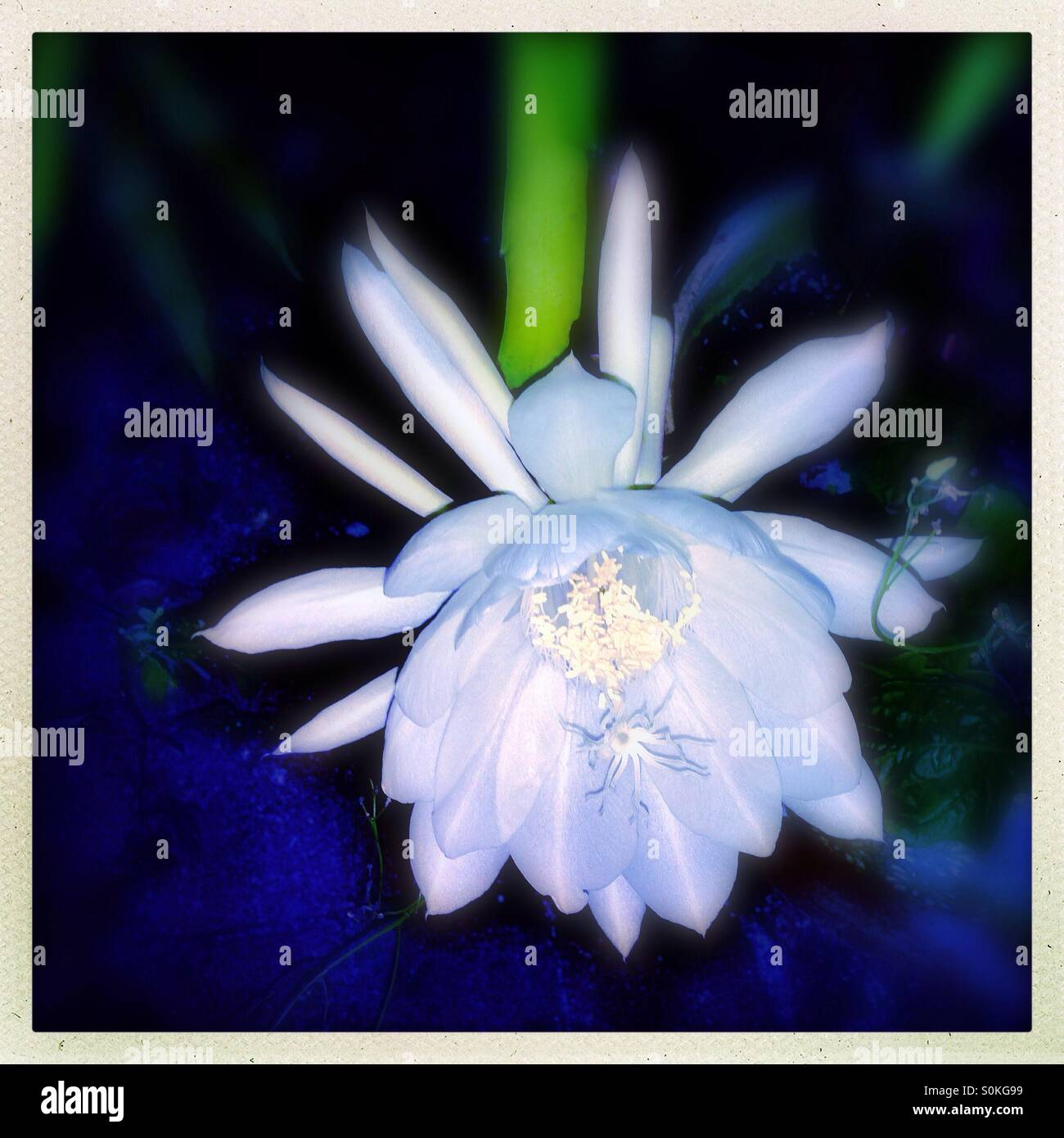 Night Blooming Flower Stock Photos & Night Blooming Flower Stock Images ...
