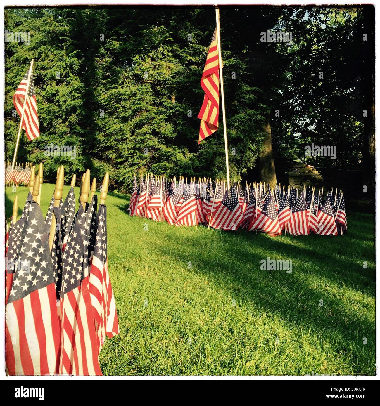Many American flags decorate a lawn, New York, USA Stock Photo Alamy