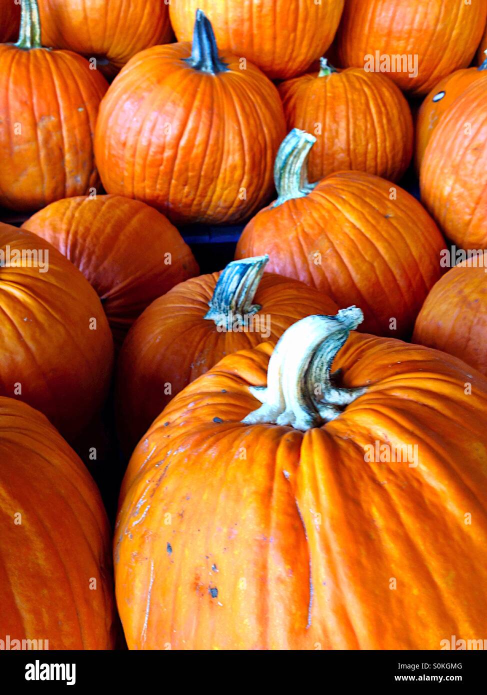 Pumpkin patch - Smartphone Captured Stock Image