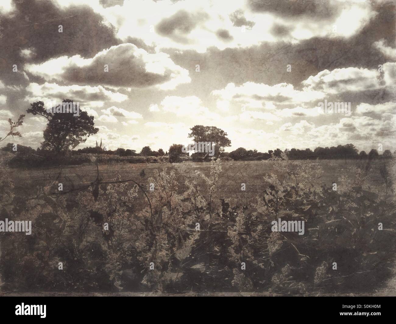 Looking at a cloudy autumn sky over a field. - Smartphone Captured Stock Image