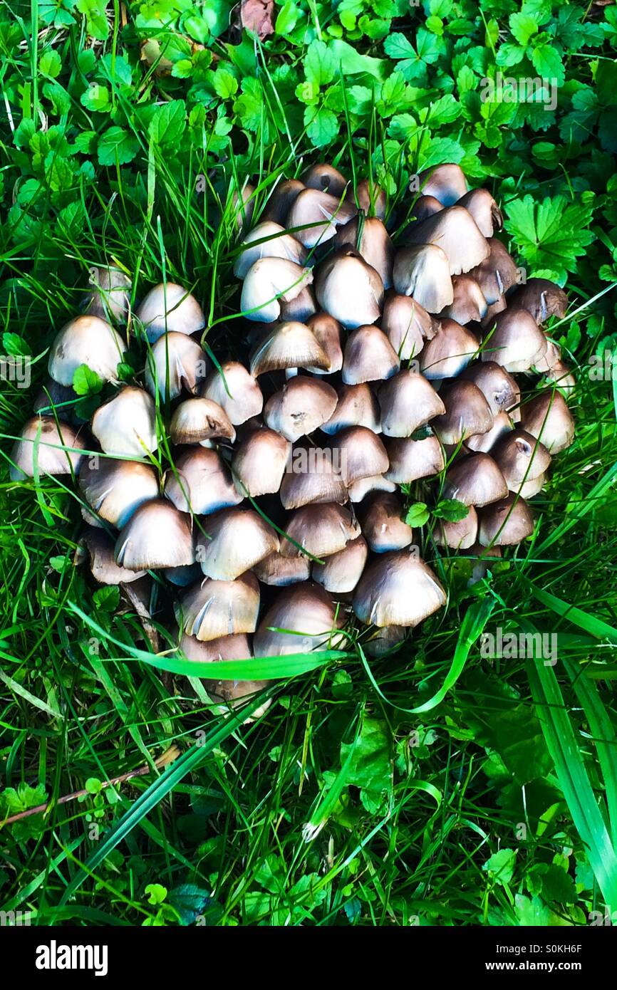 Mushrooms - Smartphone Captured Stock Image
