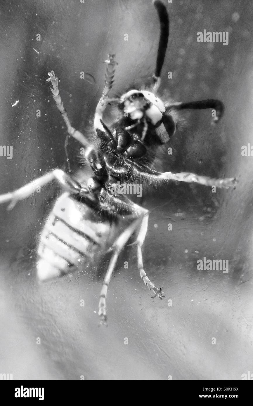 Bee on Glass Stock Photo