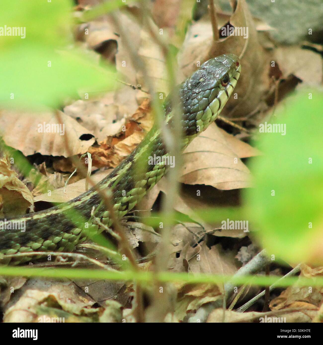 Snake in the grass Stock Photo - Alamy