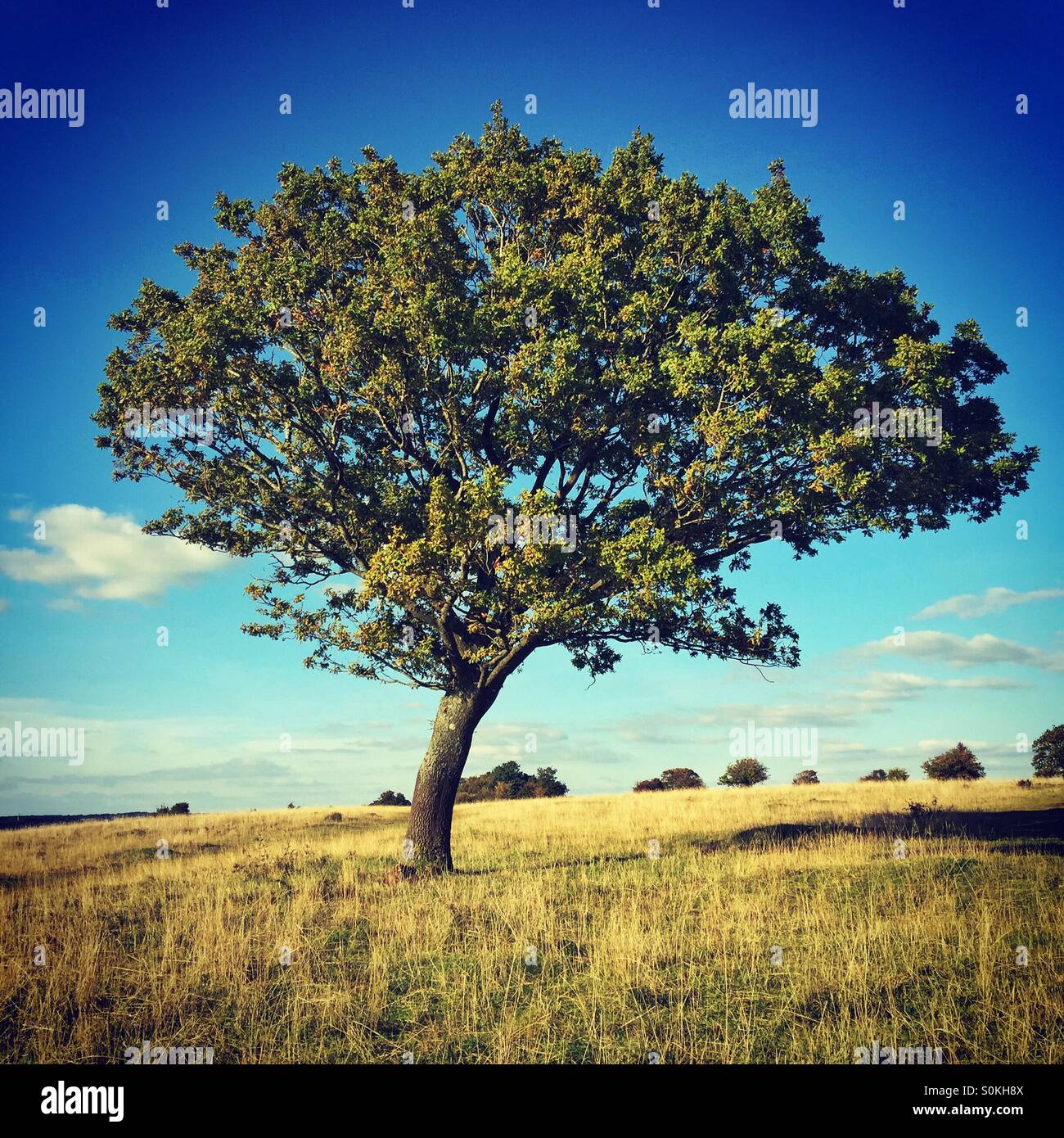 Treeporn hi-res stock photography and images - Alamy
