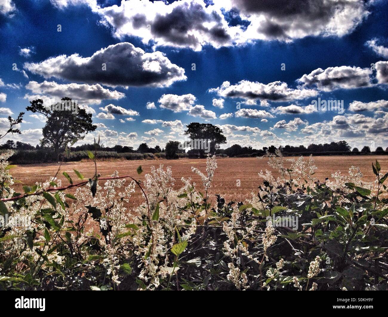 Looking at a cloudy autumn sky over a field. - Smartphone Captured Stock Image