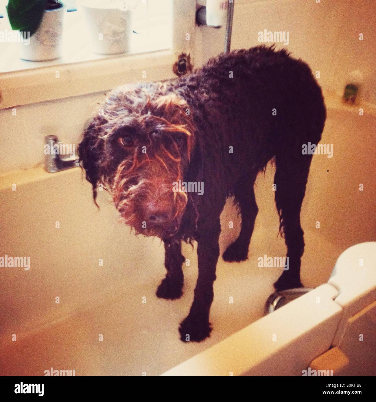 Labradoodle dog being washed and looking sad - Smartphone Captured Stock Image
