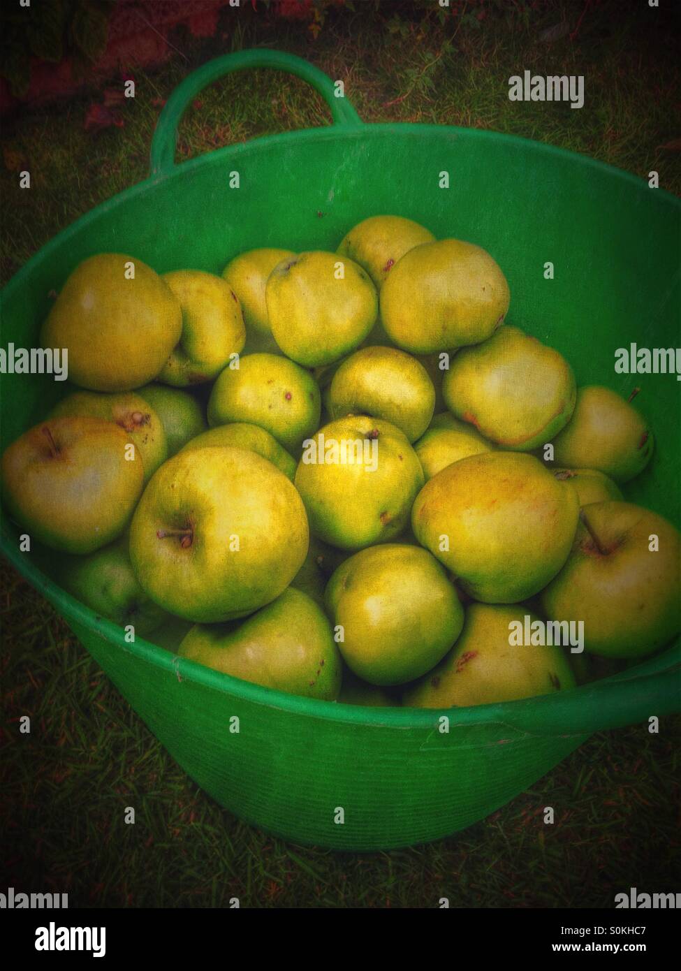 Basket of apples - Smartphone Captured Stock Image