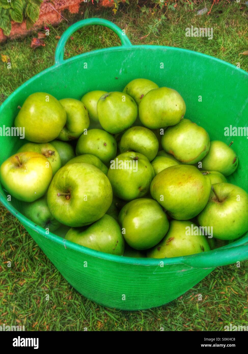Basket of apples - Smartphone Captured Stock Image
