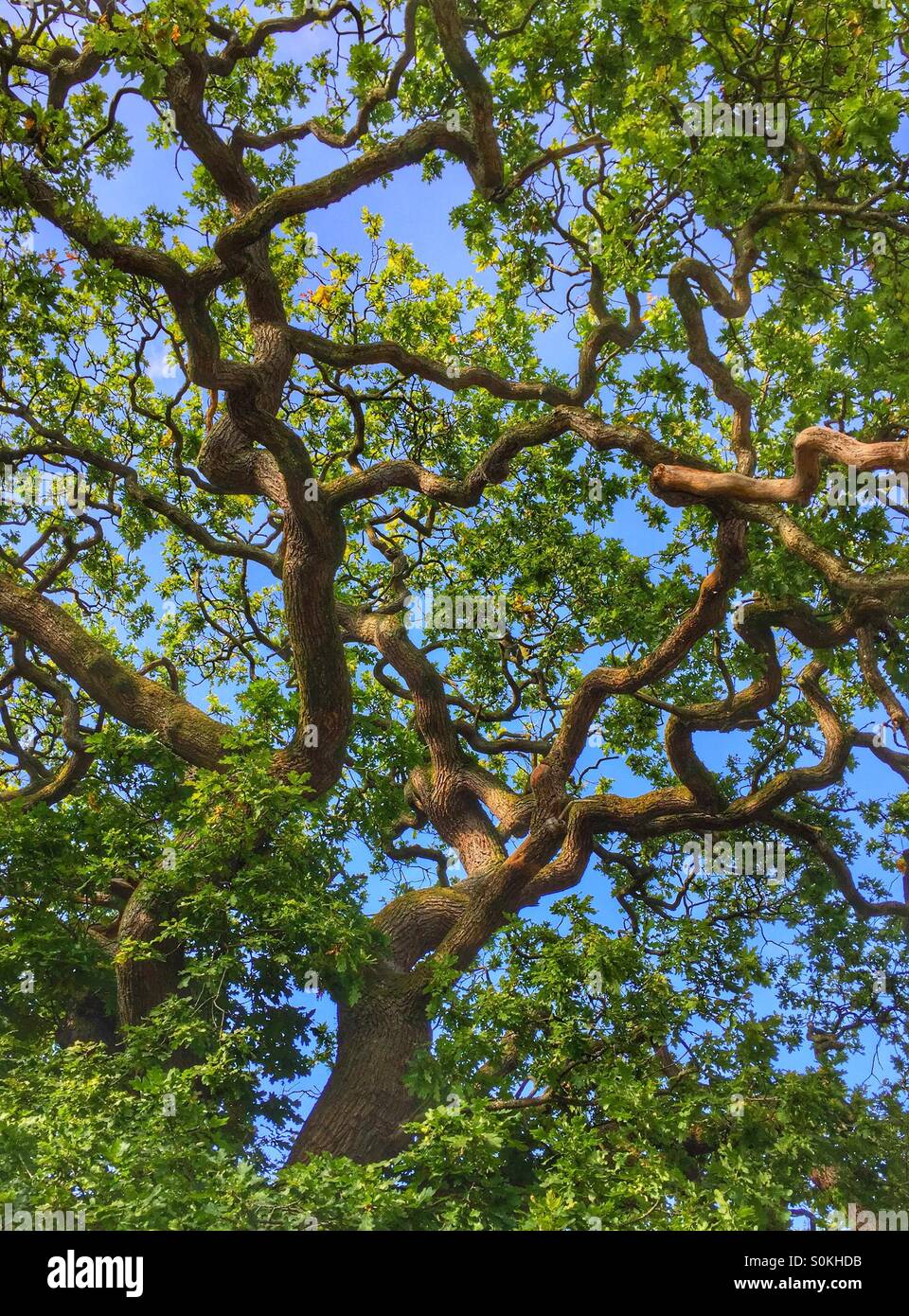 Oak tree with twisted branches and blue sky background Stock Photo - Alamy