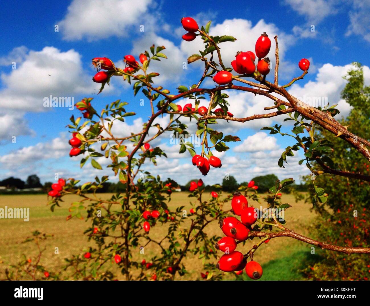 Branch of dog rose Rosa canina with red hips in the Autumn (fall) sunshine. Rose hips are used to make syrup which is edible and high in Vitamin C. Stock Photo