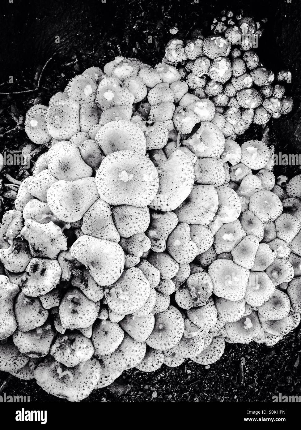 Black and white image of a crop of woodland fungi. Stock Photo