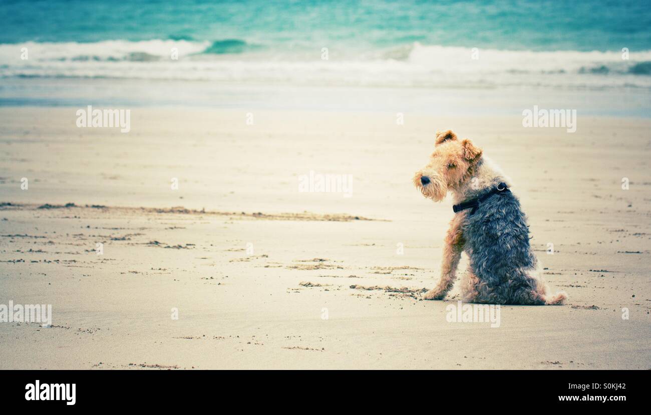 A border terrier sitting patiently on a sandy beach whilst looking over his shoulder. - Smartphone Captured Stock Image