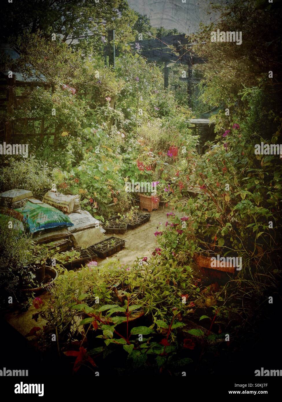 A cottage garden. - Smartphone Captured Stock Image