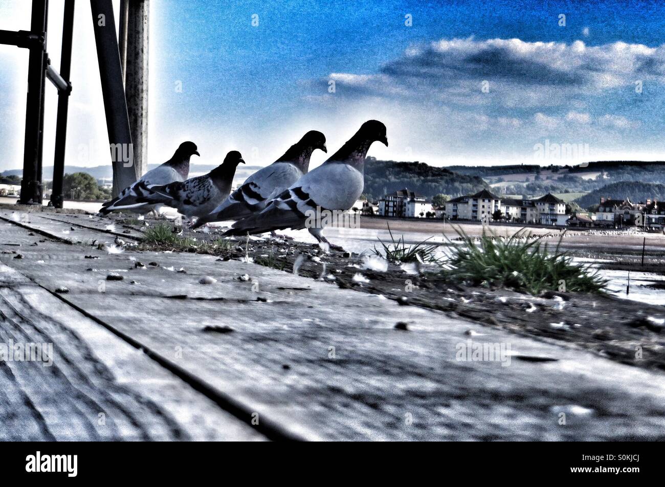 Pigeons looking over the edge with the beach in the background - Smartphone Captured Stock Image