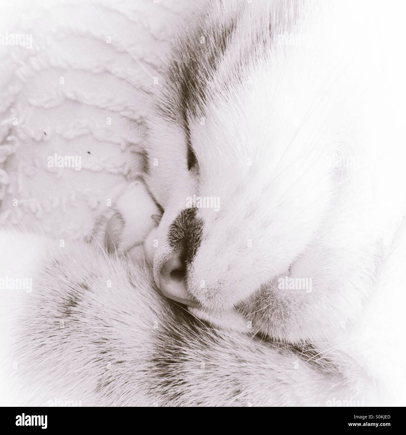 Monochrome portrait of a sleeping cat - Smartphone Captured Stock Image