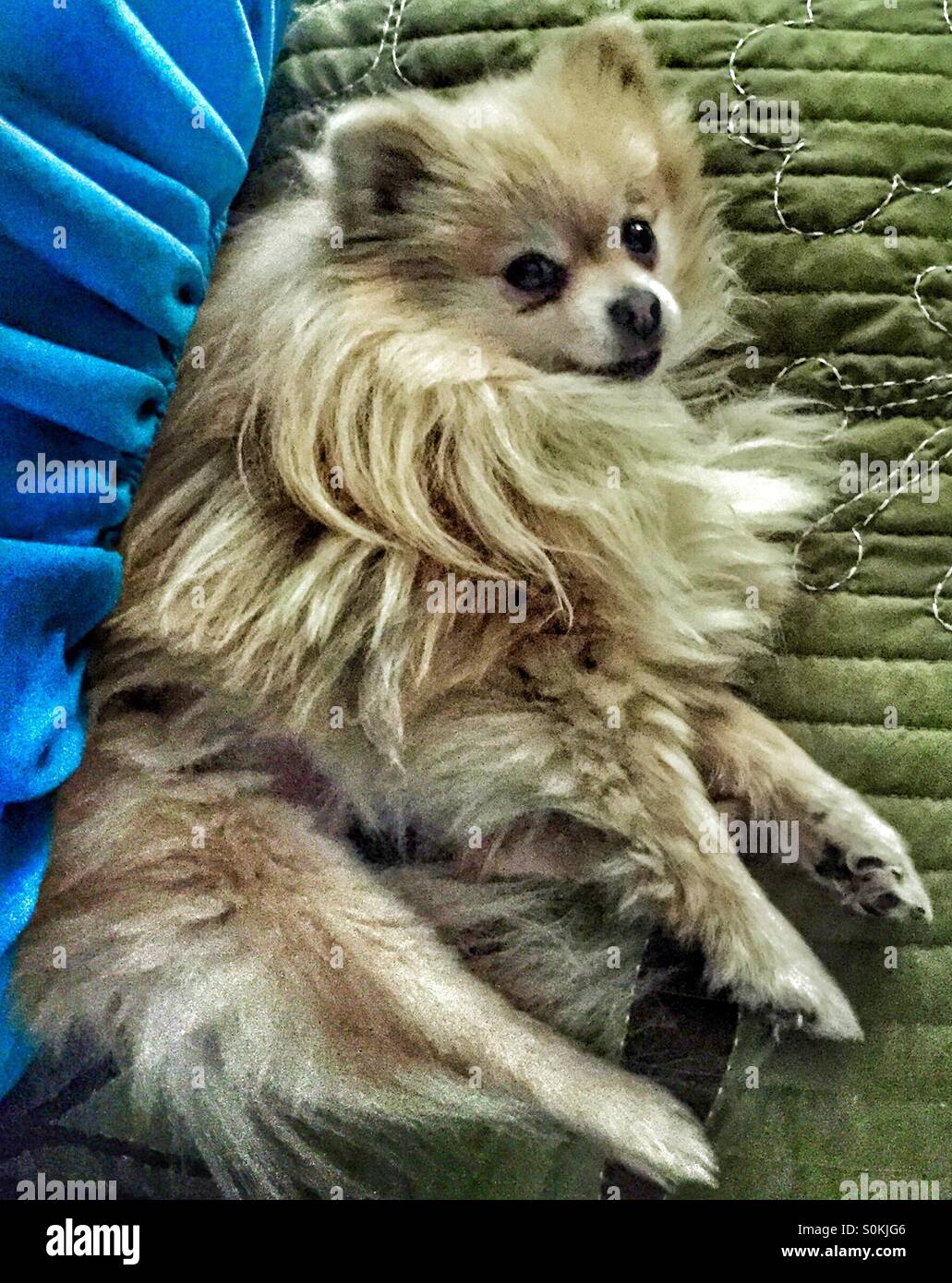 Dog wake up hi-res stock photography and images - Alamy
