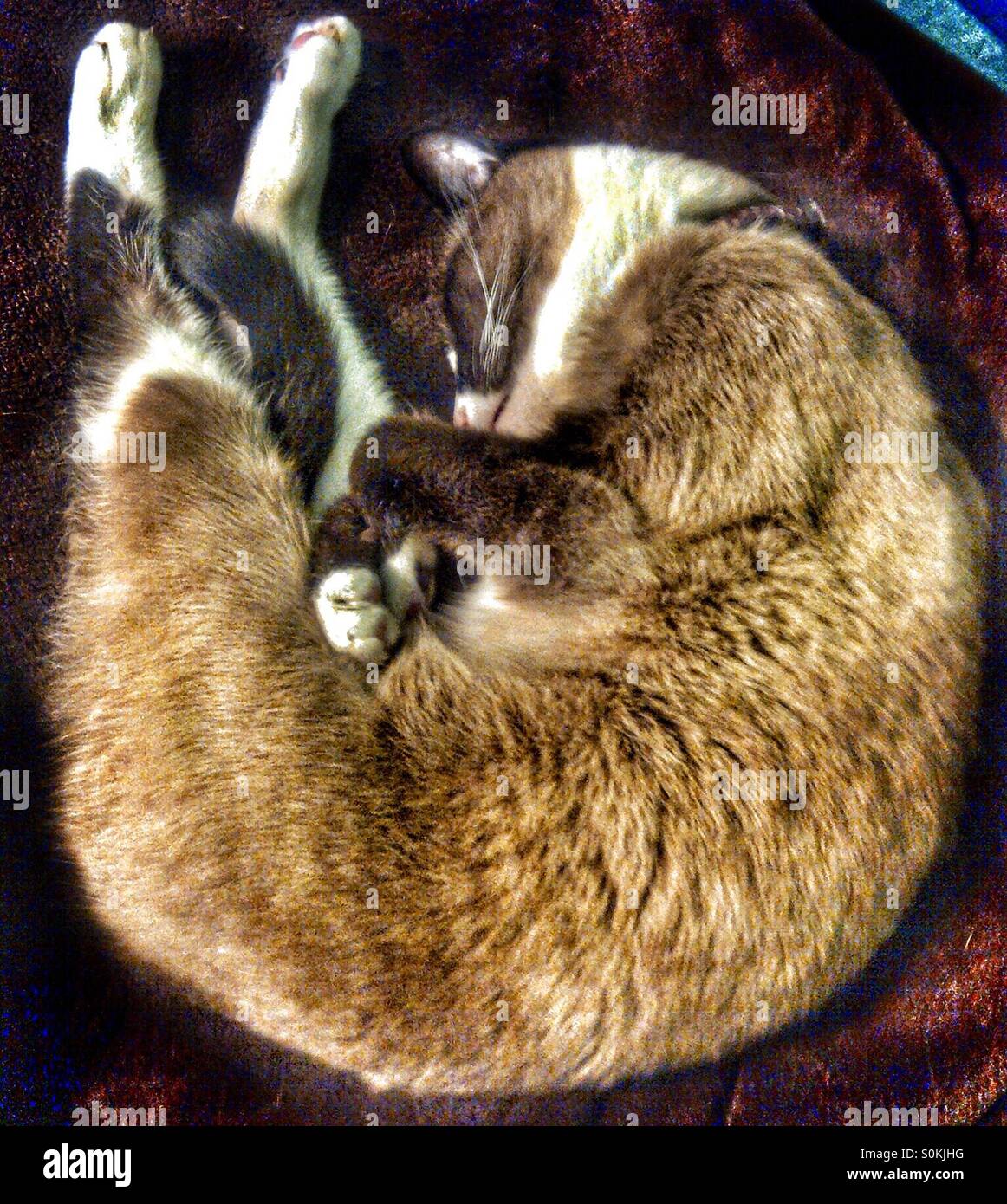 Curled up kitty hires stock photography and images Alamy