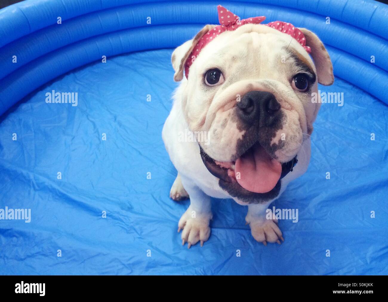 Puppy in inflatable pool Stock Photo