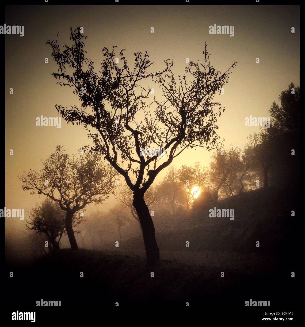 Autumn mists roll in across the almond terraces against a rising Sun, Catalonia, Spain. - Smartphone Captured Stock Image