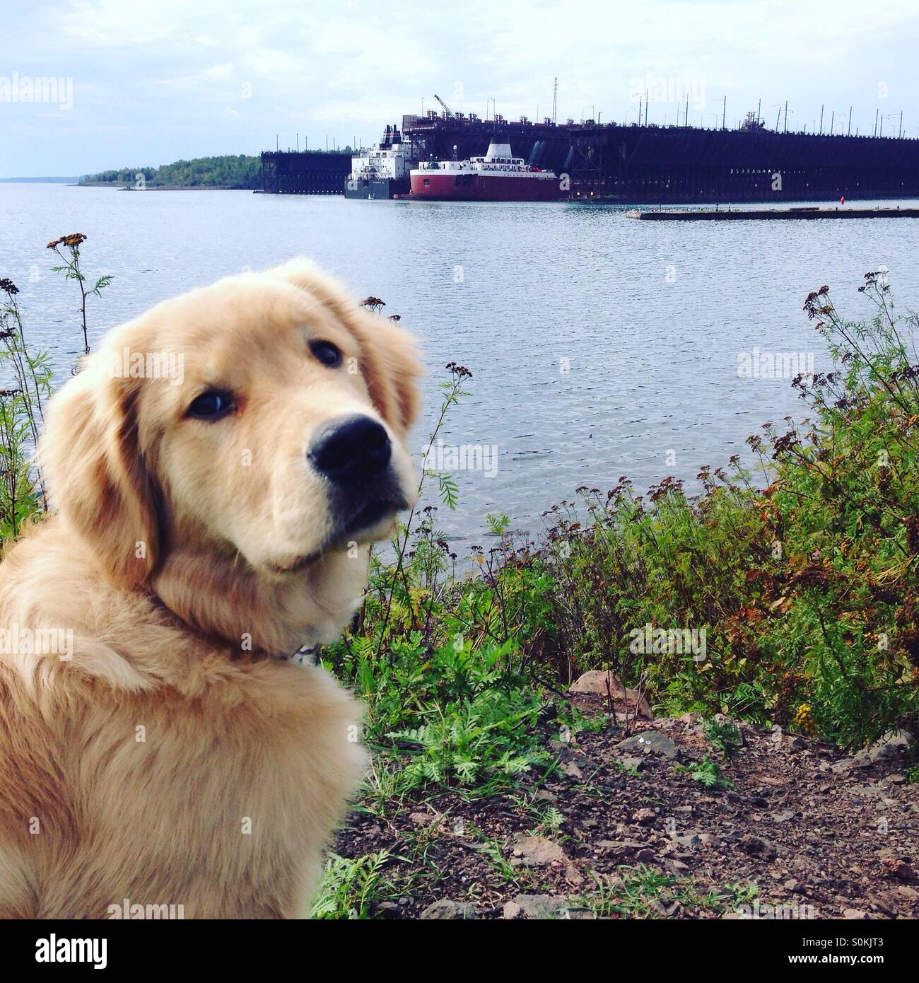 Freight dog hires stock photography and images Alamy