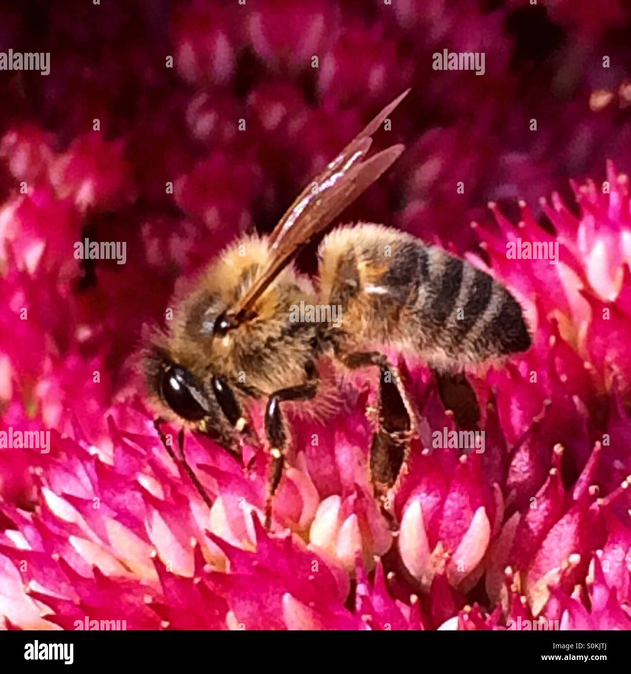 Honey Bee. Stock Photo