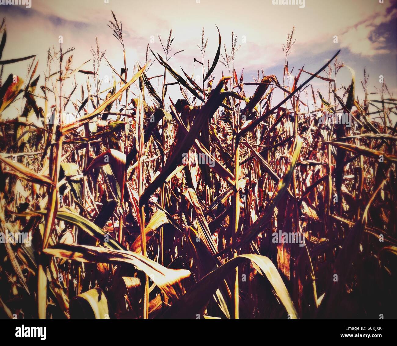 Corn stalks against a cloudy blue sky Stock Photo