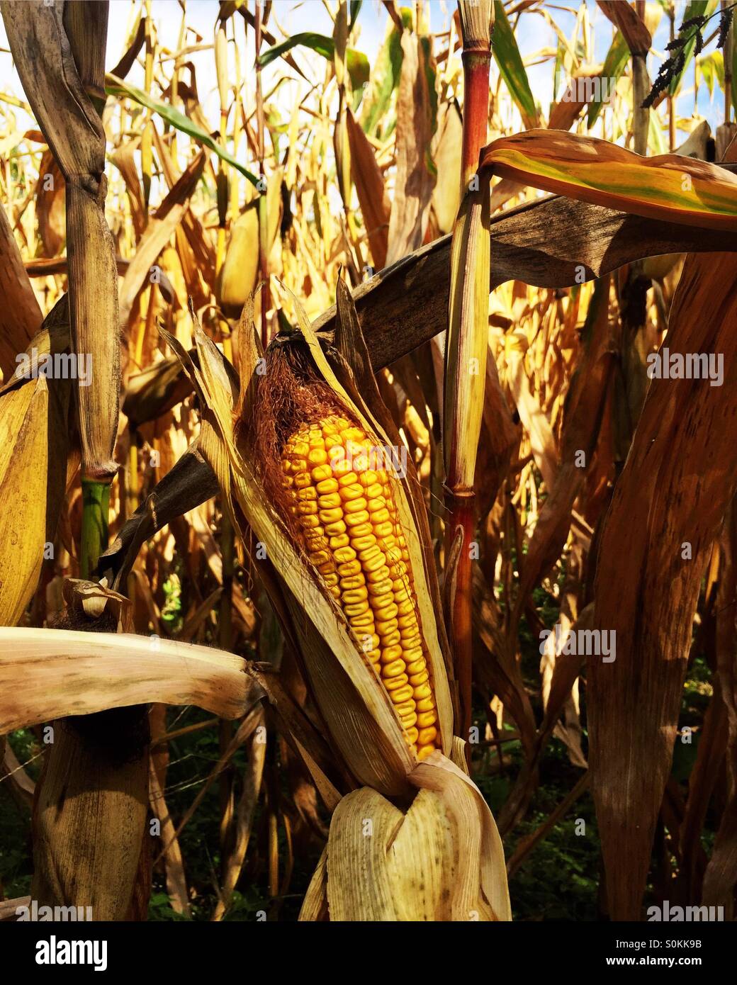 Close up of ear of corn still on the stalk. Stock Photo