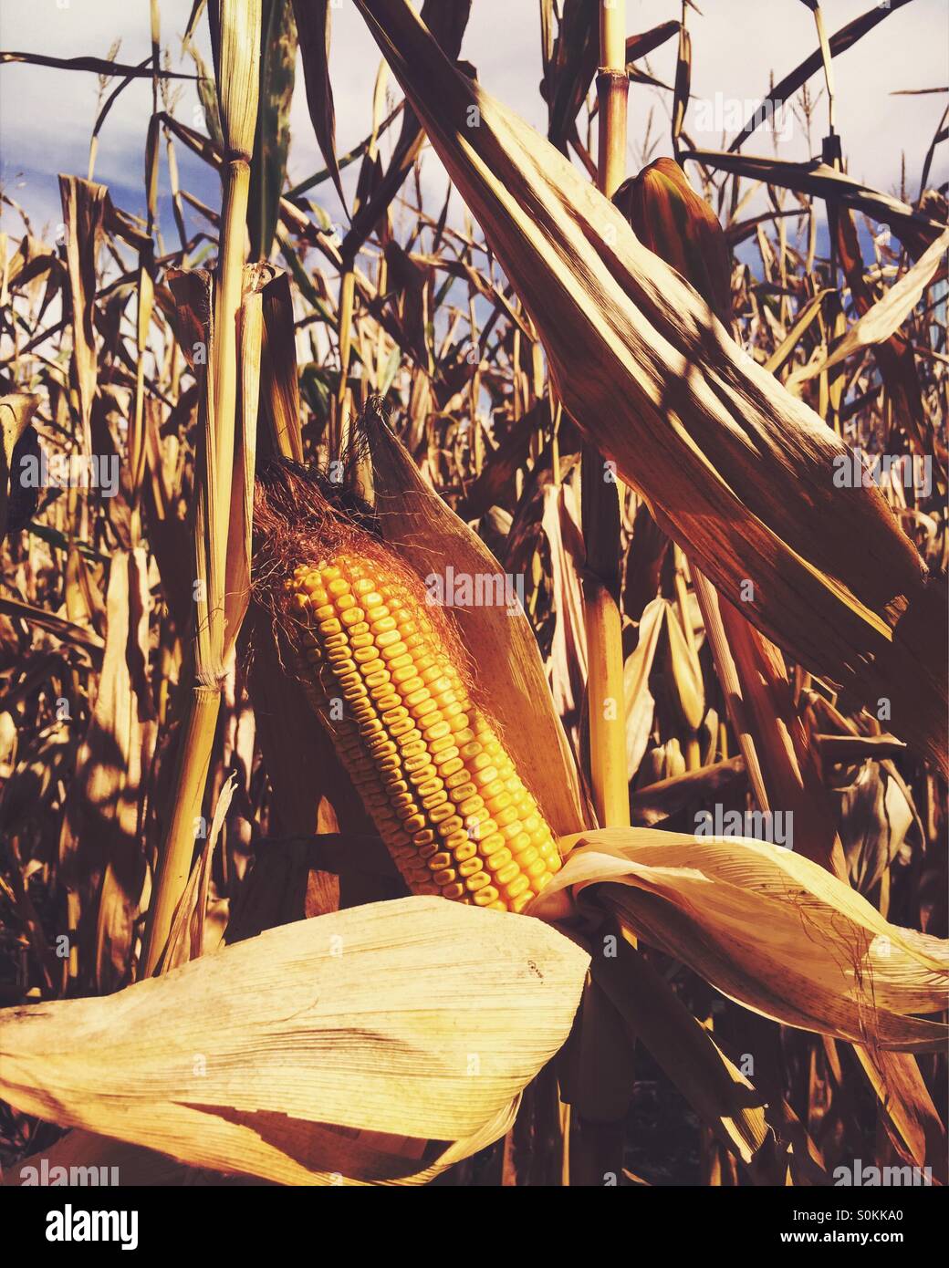 An ear of corn in a cornfield Stock Photo