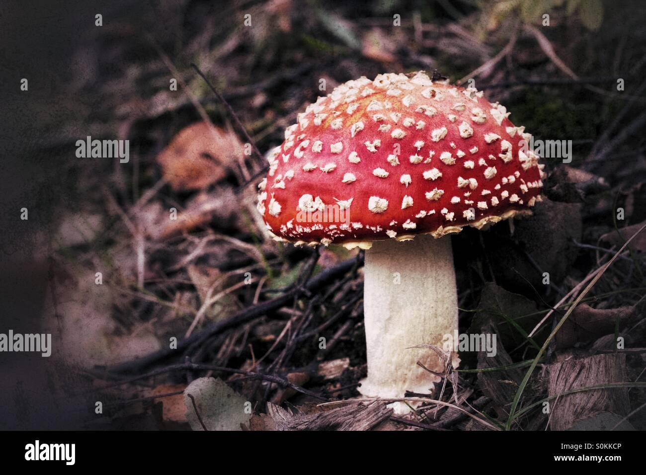 A red capped toadstool in woodland undergrowth. - Smartphone Captured Stock Image