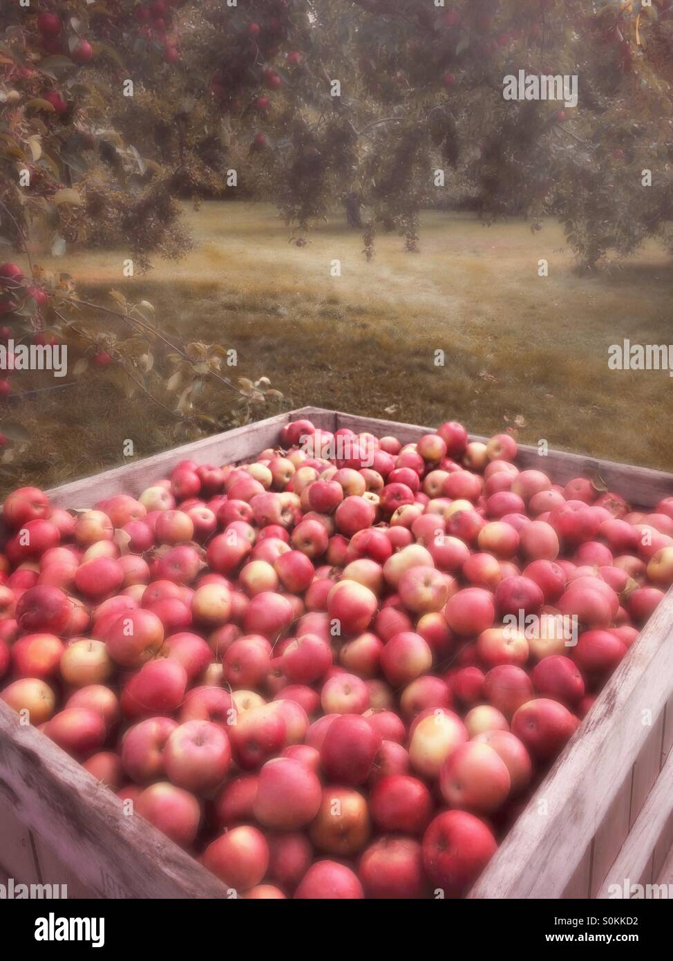 Harvest of apples, Berkshires region, Massachusetts, USA Stock Photo