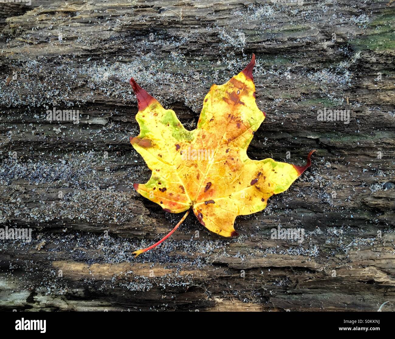 Yellow red tipped maple leaf - Smartphone Captured Stock Image