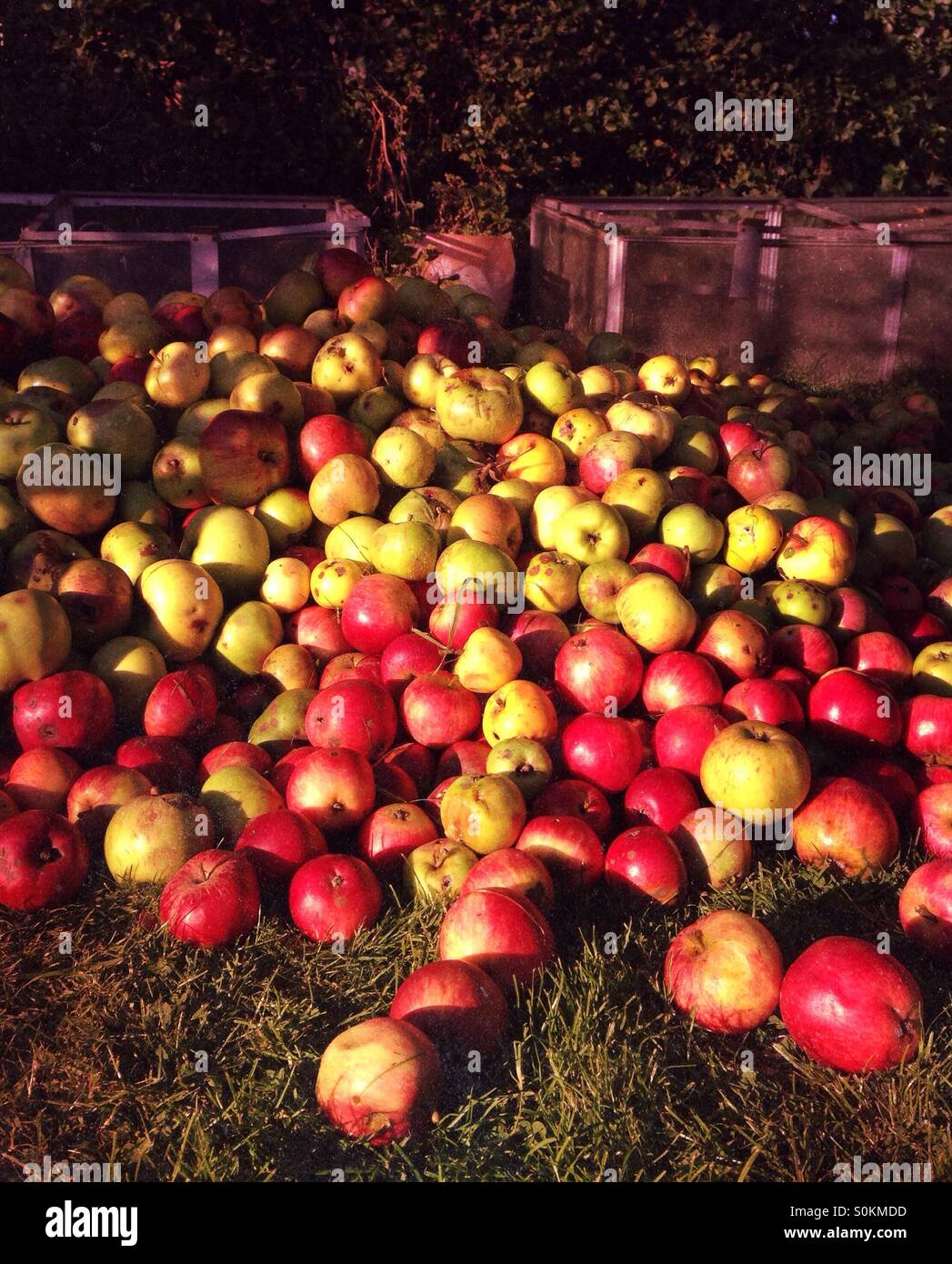 Windfall apples collected for making cider. Lincolnshire, England. Stock Photo
