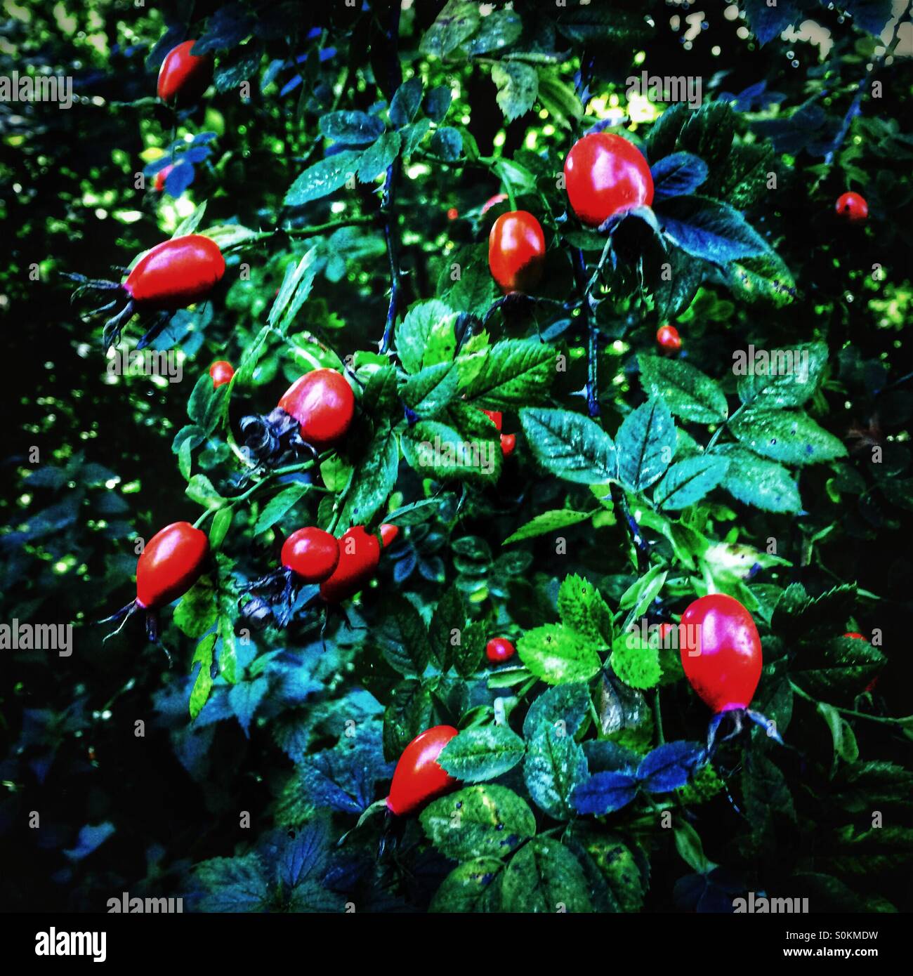 Rose in bush hi-res stock photography and images - Alamy