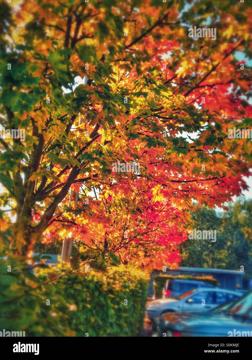 Autumn trees in a car park. - Smartphone Captured Stock Image