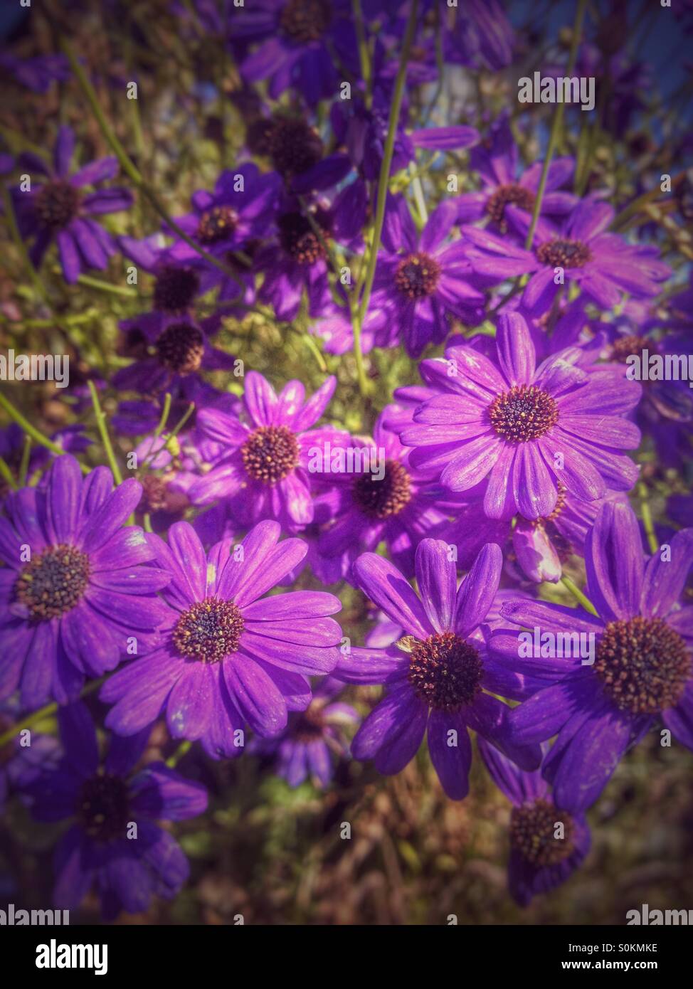 Purple flowers - Smartphone Captured Stock Image