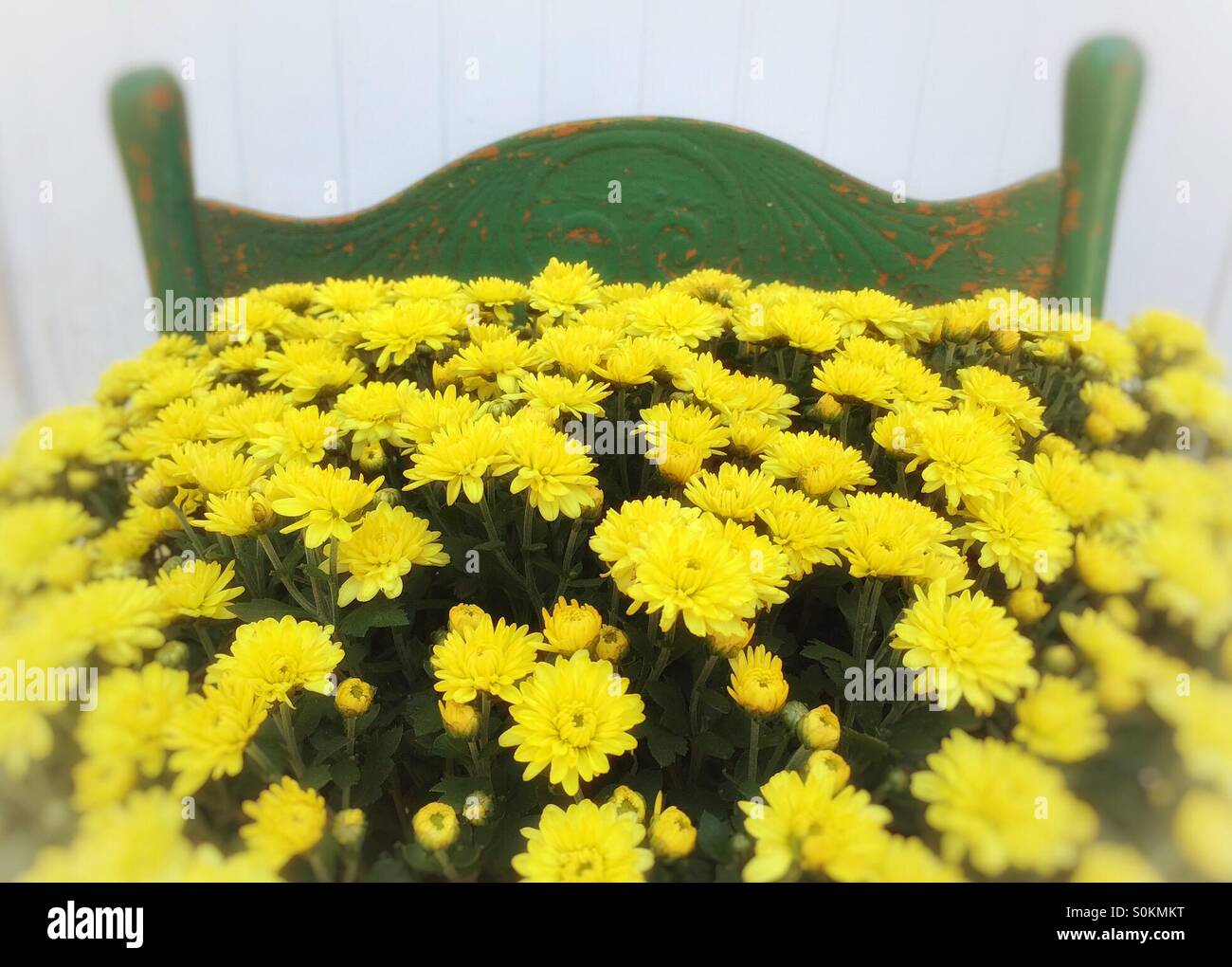 Yellow and gold mums hires stock photography and images Alamy