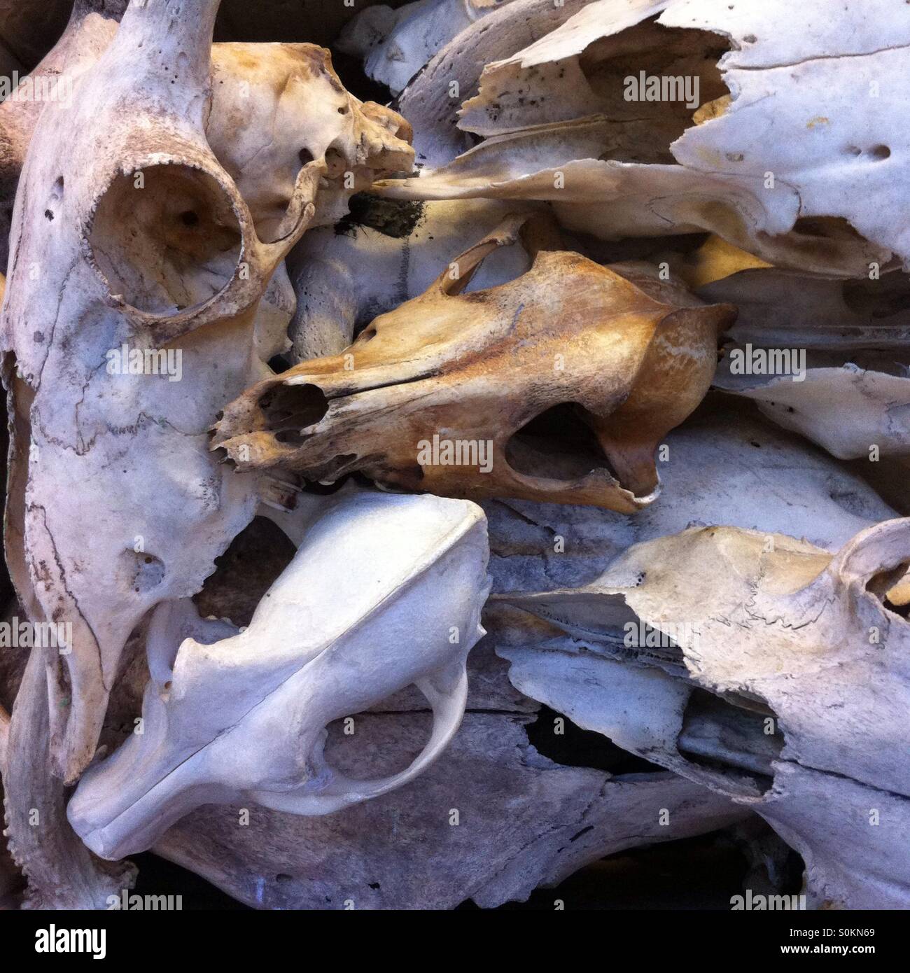 Collection of animal skulls in an artists studio Stock Photo